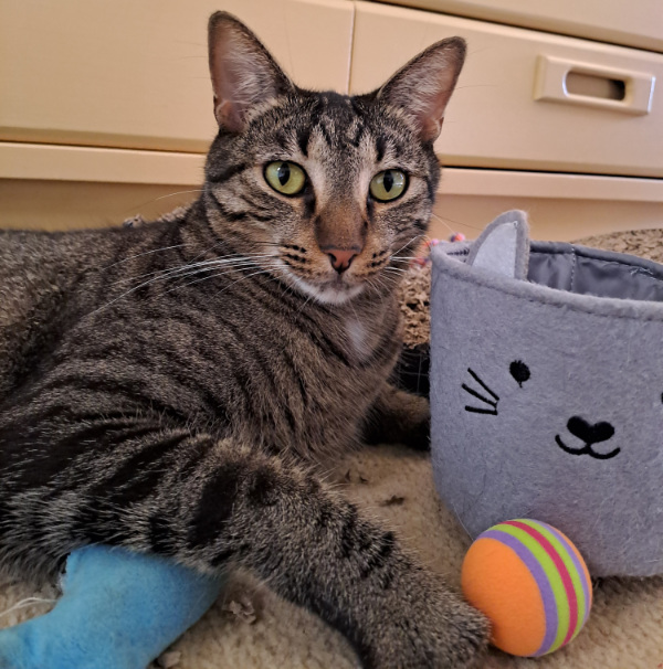 Rose the cat - in long term care with fraser coast pet warriors