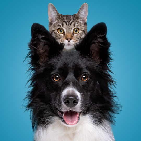 black and white dog and tabby cat