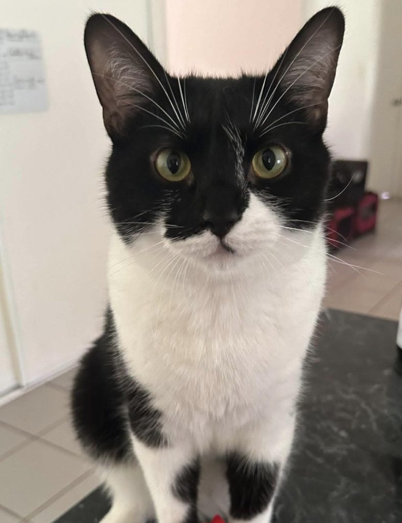 Black & white cat with yellow eyes looking forward